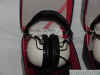 pioneer headphones 2.JPG (37043 bytes)